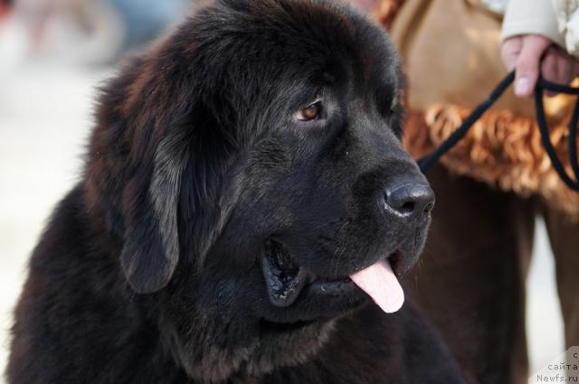 Фото: ньюфаундленд Lubimaya Moya s Berega Dona (Любимая Моя с Берега Дона)