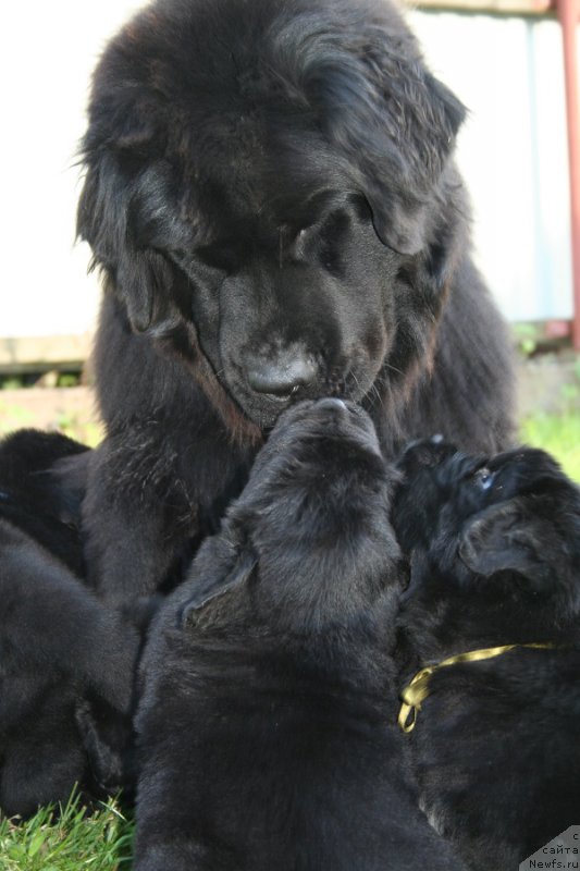 Фотография № 191454