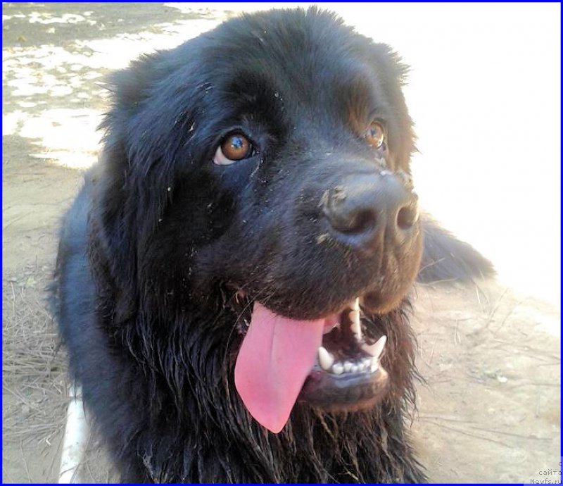 Фото: ньюфаундленд Brownblood MSK Harita Havva (Браунблад МСК Харита Хавва)