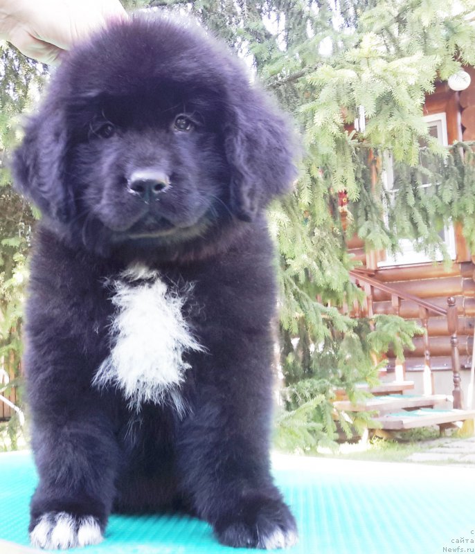 Фото: ньюфаундленд My Frend Newfy' Beginning With Clory