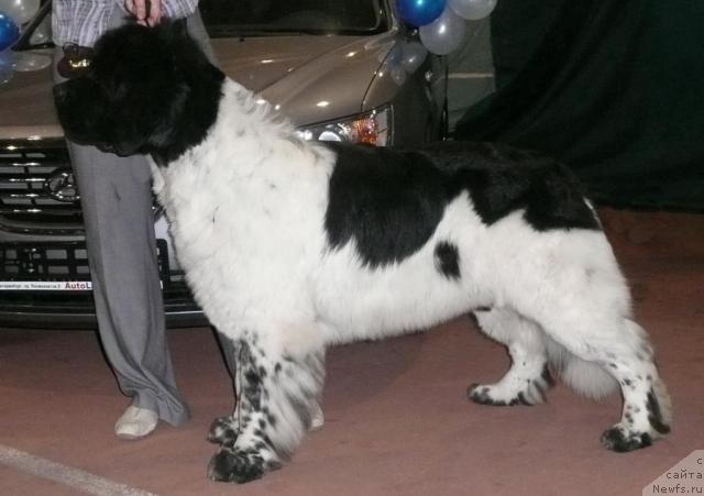 Фото: ньюфаундленд Super Bizon Argo (Супер Бизон Арго)