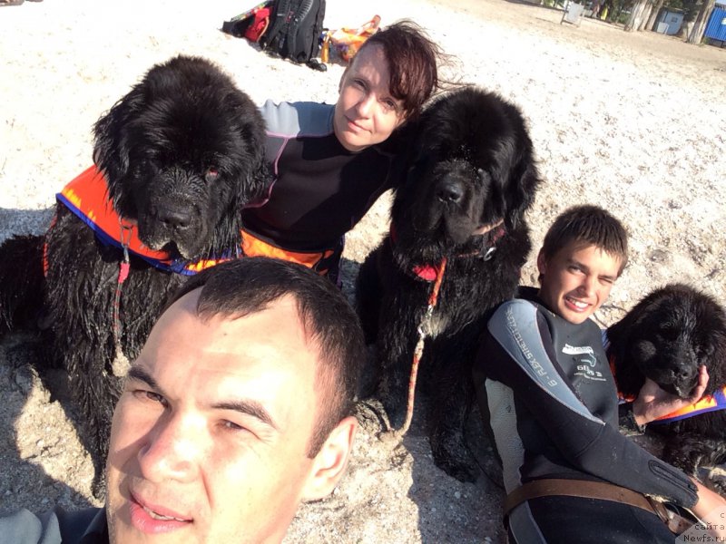 Фото: ньюфаундленд Basnja s Berega Dona (Басня с Берега Дона), Эльдар, Ekaterina Harchenko (Екатерина Харченко), ньюфаундленд Beguschaya po Volnam Elegant Elizabeth (Бегущая по Волнам Елегант Елизабетх), Михаил, ньюфаундленд Eho Moskvy s Berega Dona (Эхо Москвы с Берега Дона)