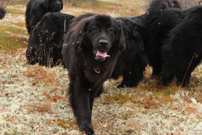 Фотография № 191525