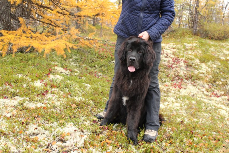 Фото: ньюфаундленд Ledi Fortuna (Леди Фортуна)