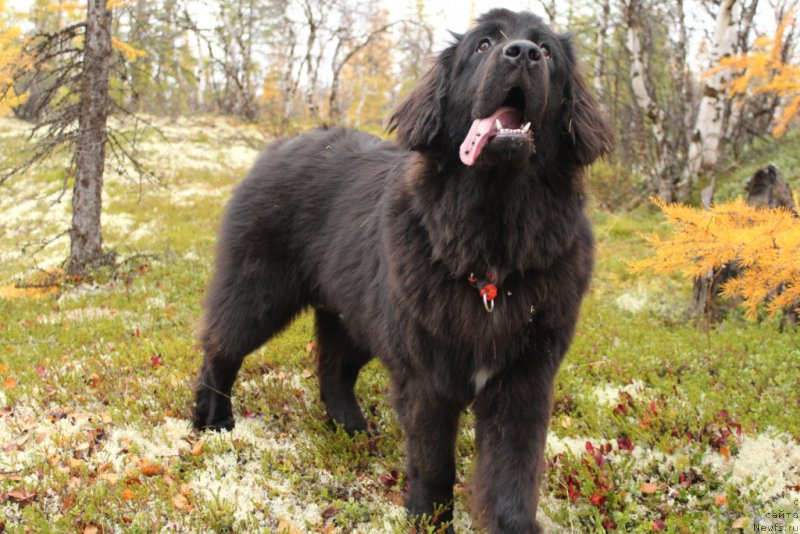 Фотография № 191530