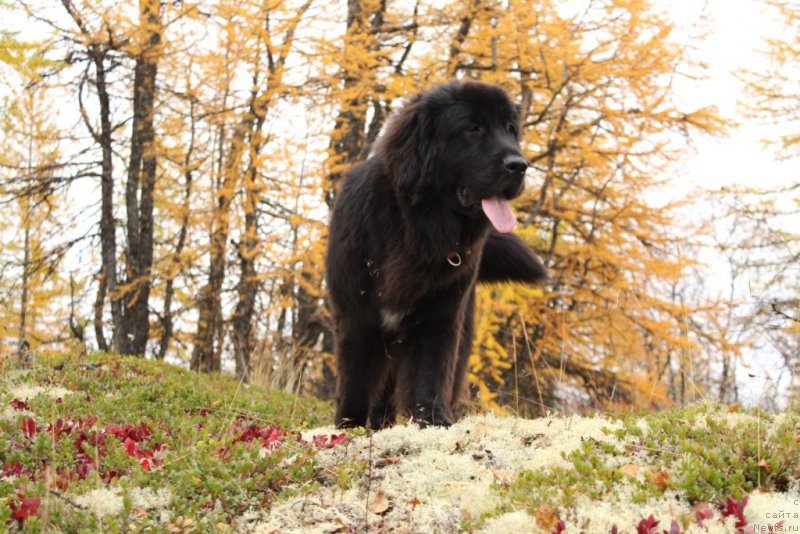 Фотография № 191531