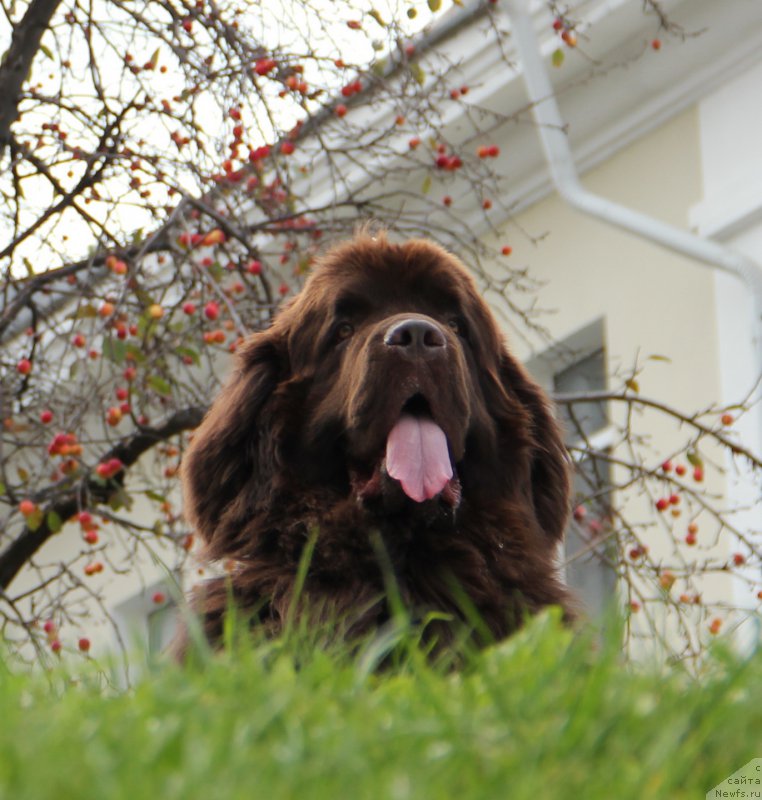 Фото: ньюфаундленд Obush SHed YAntarnyiy Poceluy (Обуш Шед Янтарный Поцелуй)