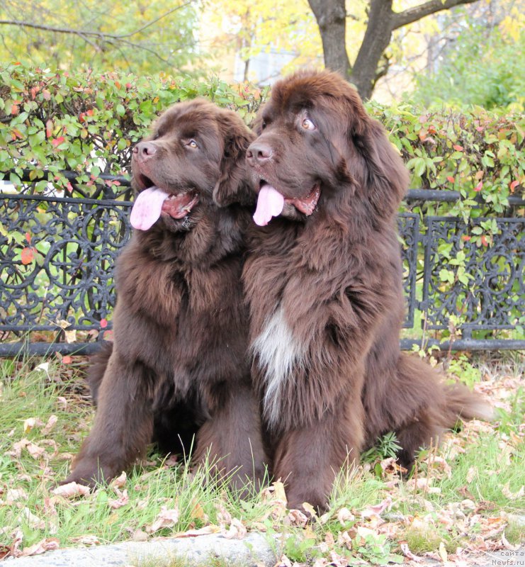 Фото: ньюфаундленд N'yufort Vashe Velichestvo Brabus (Ньюфорт Ваше Величество Брабус), ньюфаундленд Obush SHed YAntarnyiy Poceluy (Обуш Шед Янтарный Поцелуй)