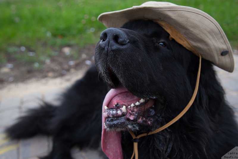 Фото: Гастон де Фуа