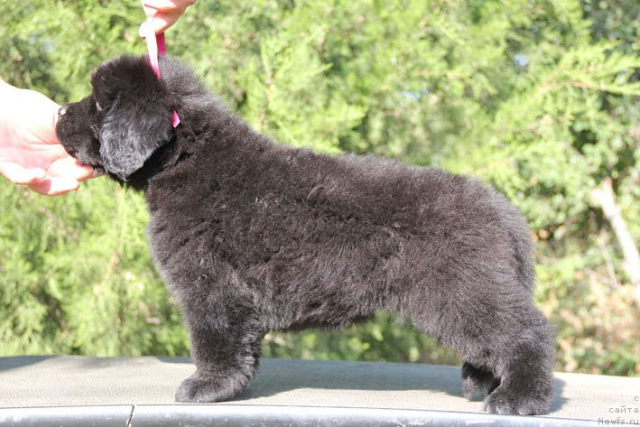 Фото: ньюфаундленд Zhorzhetta s Berega Dona (Жоржетта с Берега Дона)