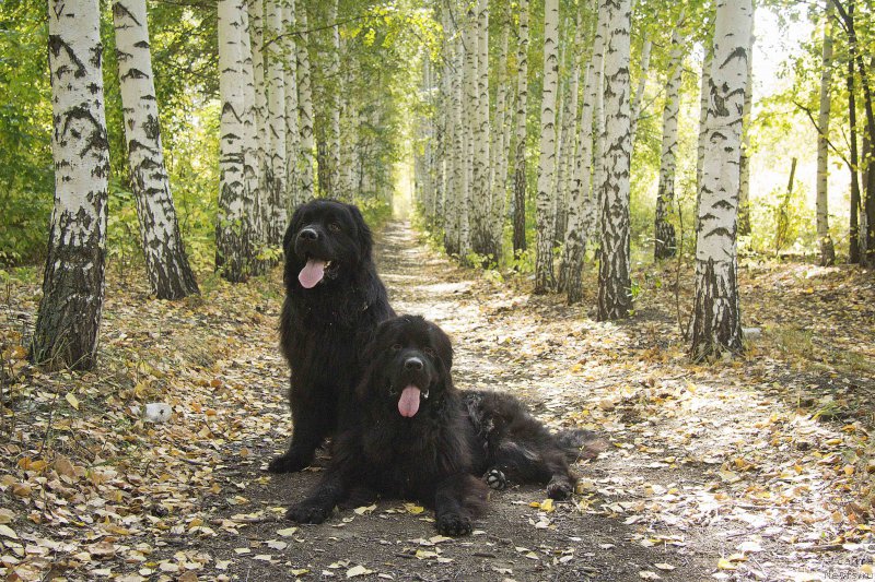 Фотография № 191546