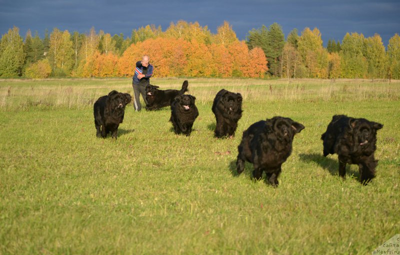 Фото: ньюфаундленд Nefertiti Krasavica Gryadet (Нефертити Красавица Грядет), ньюфаундленд Simbad Pokoritel' Morey (Симбад Покоритель Морей), ньюфаундленд Nazar Vyatskiy Medved (Назар Вятский Медведь), ньюфаундленд Mnogolikaya Boginya Manifik (Многоликая Богиня Манифик), ньюфаундленд Aquatoriya Kelvin Sharliz (Акватория Келвин Шарлиз), ньюфаундленд Skarlet O'Hara (Скарлет О'Хара)