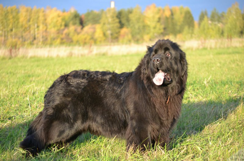 Фото: ньюфаундленд Mnogolikaya Boginya Manifik (Многоликая Богиня Манифик)