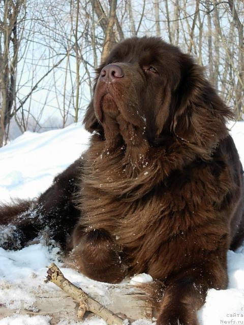 Фото: ньюфаундленд Lesnaya Skazka Izabella (Лесная Сказка Изабелла)