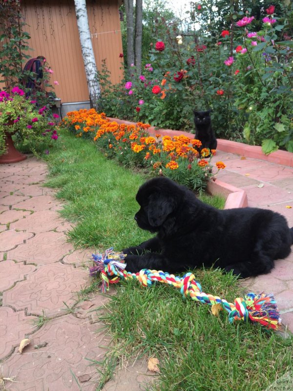 Фото: ньюфаундленд Black Pearl of Great Price (Блэк Перл оф Греат Прайс)