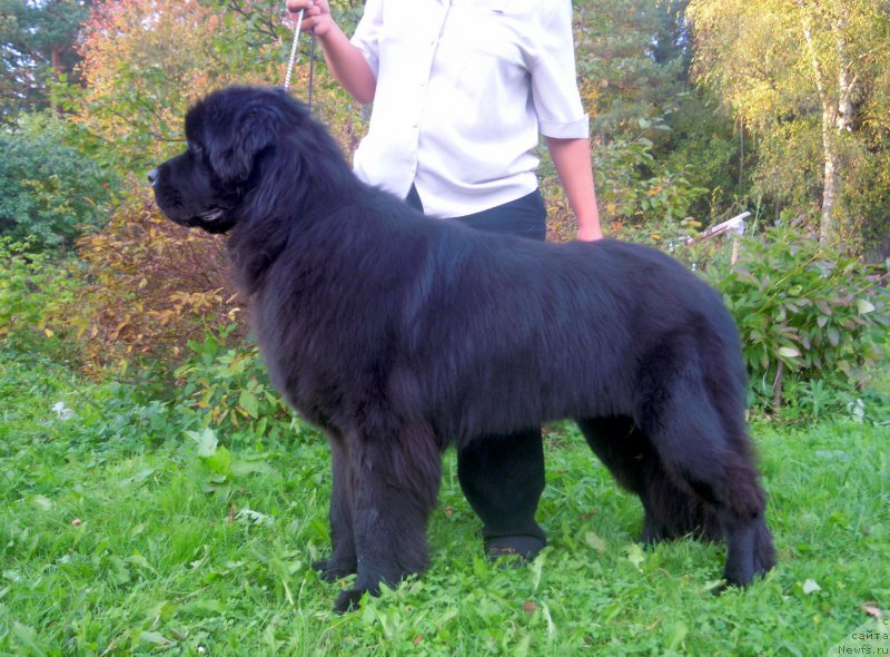 Фото: ньюфаундленд Alfa Dar Oksa Arsemiy (Альфа Дар Окса Арсёмий)