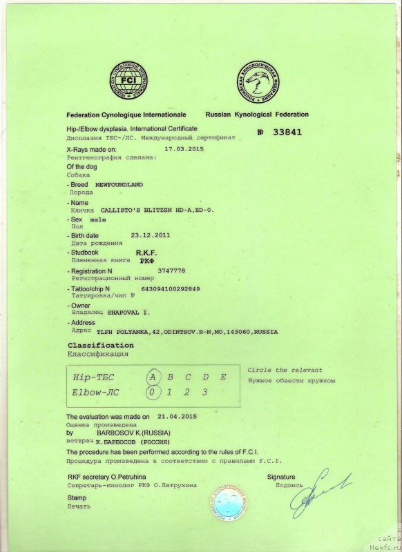 Фото: ньюфаундленд Callistos Blitzen