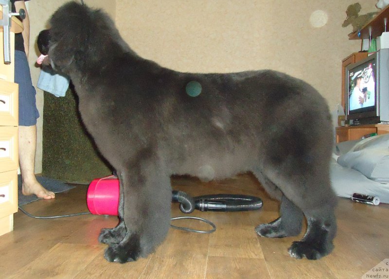 Фото: ньюфаундленд N'yufort Ee Velichestvo Viktoriya (Ньюфорт Ее Величество Виктория)