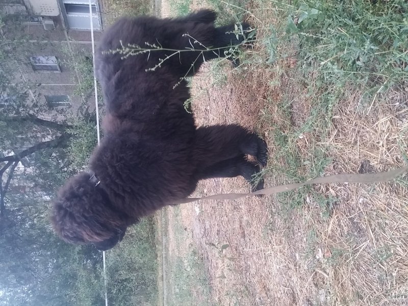 Фото: ньюфаундленд N'yufort Divnaya Diana (Ньюфорт Дивная Диана)