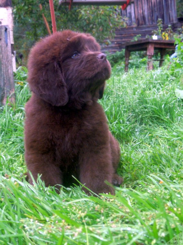 Фото: ньюфаундленд Al'fa Dar Oksa Vezun'ya (Альфа Дар Окса Везунья)