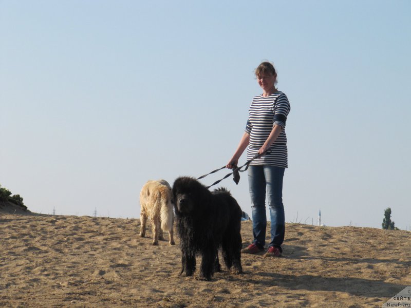 Фото: ньюфаундленд Melty Wave Marine Tifeya (Мелти Вейв Марин Тифея), Anna Petrushkina (Анна Петрушкина)