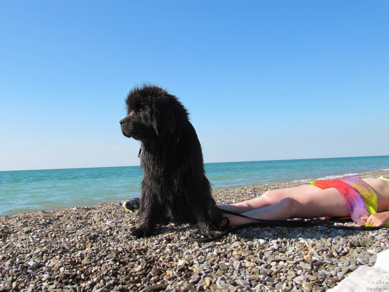 Фото: ньюфаундленд Melty Wave Marine Tifeya (Мелти Вейв Марин Тифея)