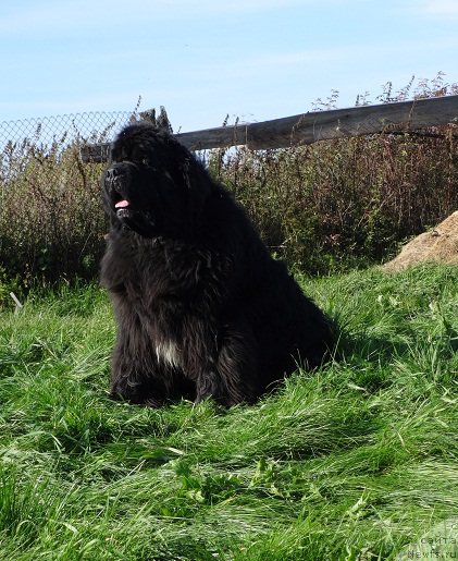 Фото: ньюфаундленд King of Helluland I'm Precious