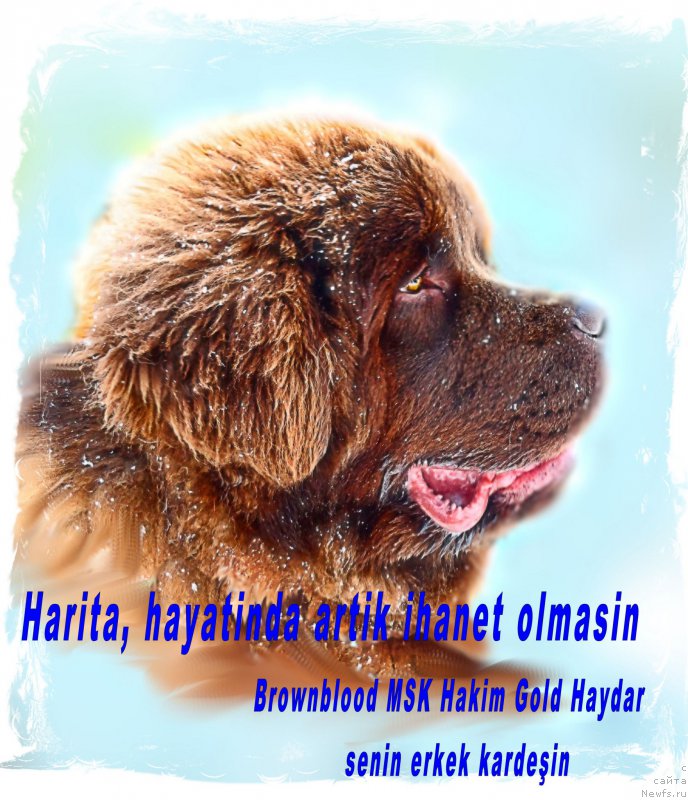 Фото: ньюфаундленд Brownblood MSK Hakim Gold Haydar (Браунблад МСК Хаким Голд Хайдар)