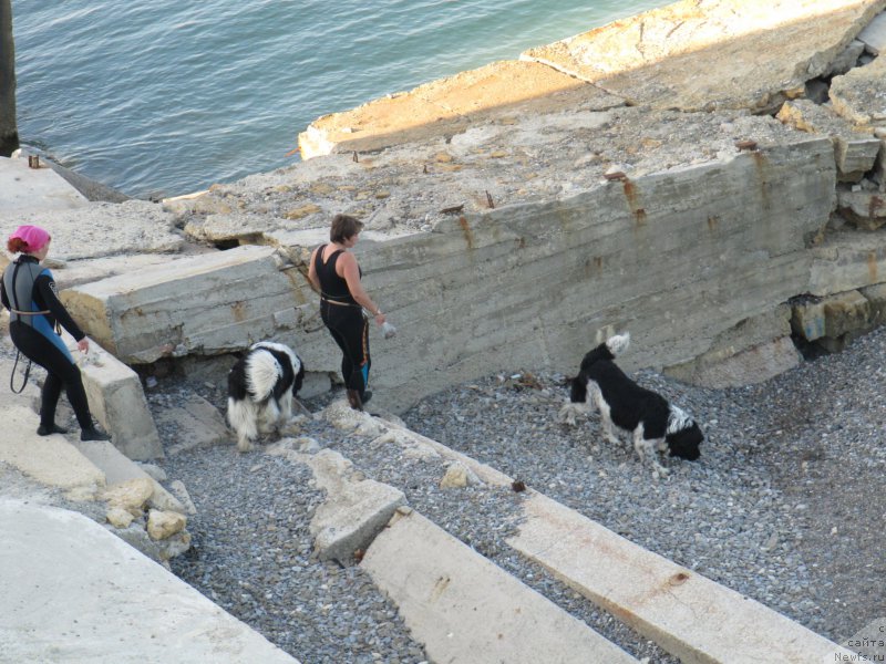 Фото: Ekaterina Kormakova (Екатерина Кормакова), Kseniya Semikova (Ксения Семикова), ньюфаундленд Don't Worry Be Happy de L'Etoile de Cyrice, ньюфаундленд Piternyuf I Did It Again (Питерньюф И Дид Ит Агаин)