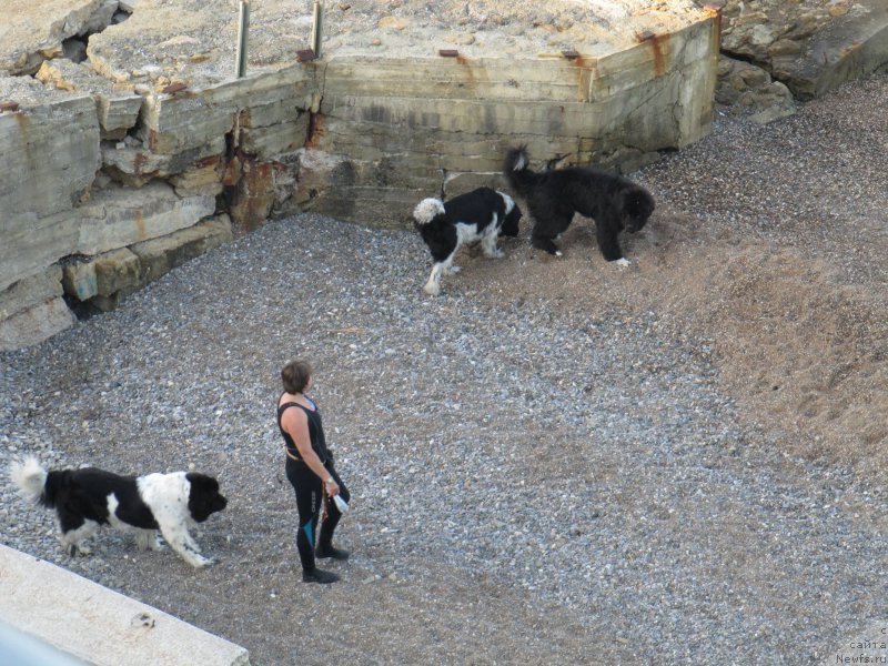 Фото: Kseniya Semikova (Ксения Семикова), ньюфаундленд Piternyuf I Did It Again (Питерньюф И Дид Ит Агаин), ньюфаундленд Don't Worry Be Happy de L'Etoile de Cyrice, ньюфаундленд Piternyuf Omnia Vincet Amor (Питерньюф Омниа Винсет Амор)