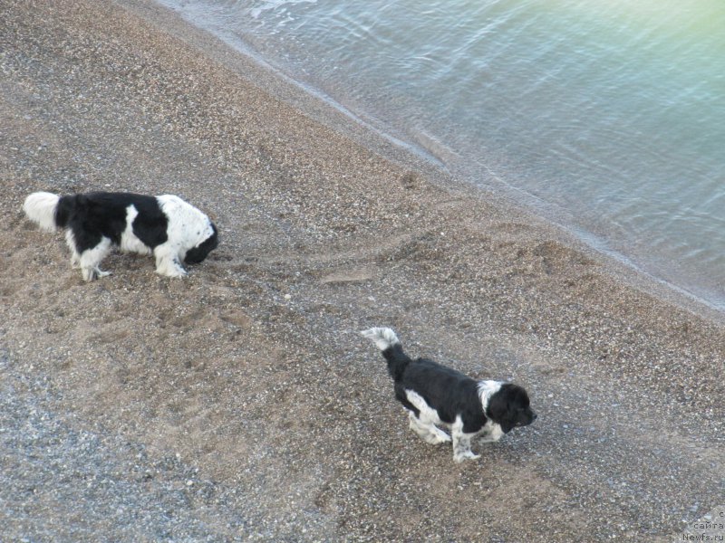 Фото: ньюфаундленд Don't Worry Be Happy de L'Etoile de Cyrice, ньюфаундленд Piternyuf I Did It Again (Питерньюф И Дид Ит Агаин)