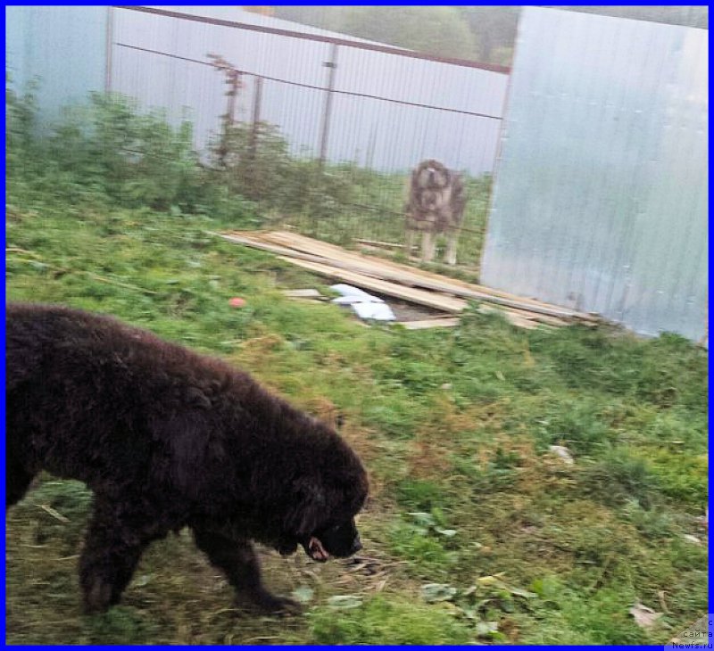 Фото: ньюфаундленд Valensiya CHernaya Jemchujina (Валенсия Черная Жемчужина)