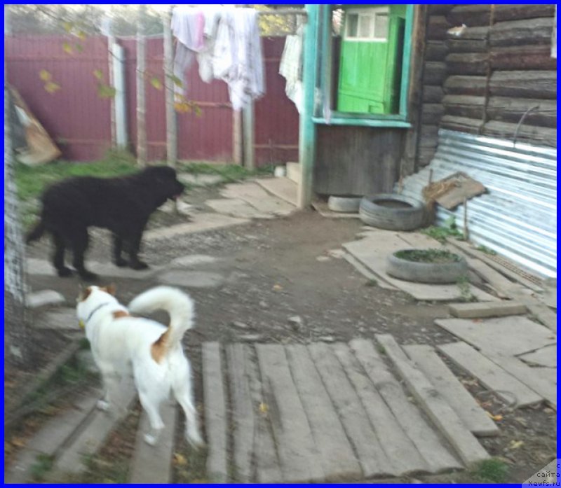 Фото: ньюфаундленд Valensiya CHernaya Jemchujina (Валенсия Черная Жемчужина)