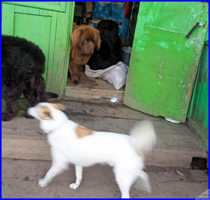 Фото: ньюфаундленд Valensiya CHernaya Jemchujina (Валенсия Черная Жемчужина)