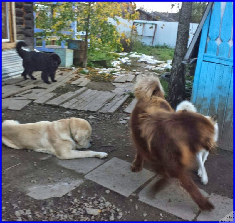 Фото: ньюфаундленд Brownblood MSK Hakim Gold Haydar (Браунблад МСК Хаким Голд Хайдар), ФРАНКО, ньюфаундленд Valensiya CHernaya Jemchujina (Валенсия Черная Жемчужина), Ванечка