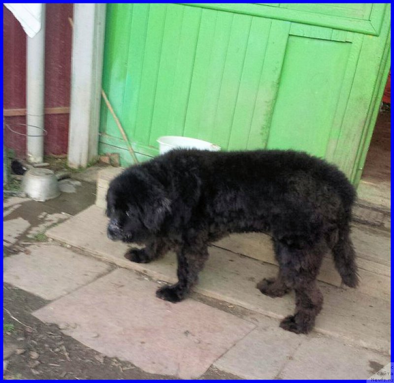 Фото: ньюфаундленд Valensiya CHernaya Jemchujina (Валенсия Черная Жемчужина)