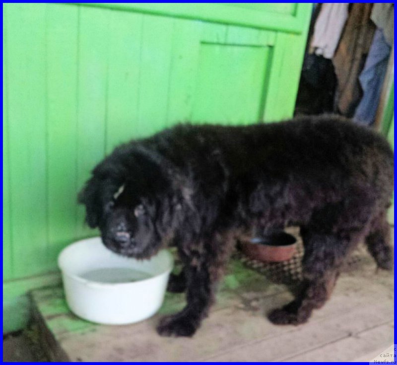 Фото: ньюфаундленд Valensiya CHernaya Jemchujina (Валенсия Черная Жемчужина)