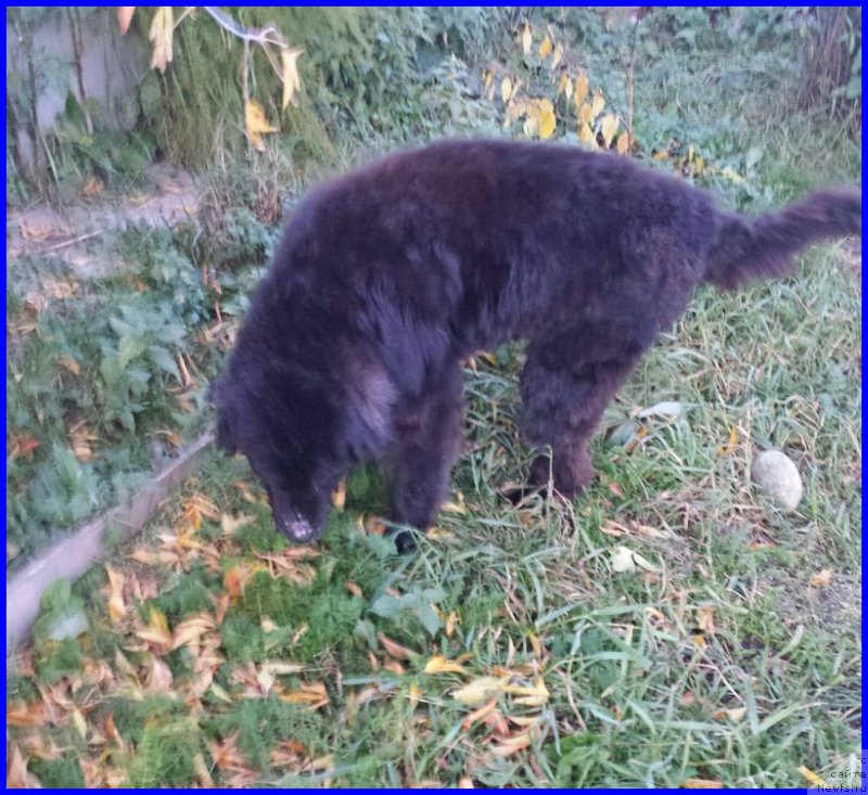 Фото: ньюфаундленд Valensiya CHernaya Jemchujina (Валенсия Черная Жемчужина)