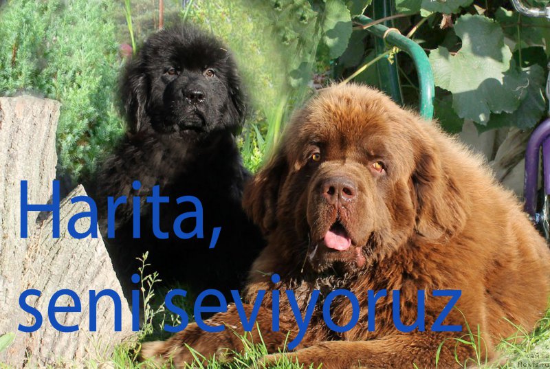 Фото: ньюфаундленд Prekrasnyiy Princ iz Kovrova (Прекрасный Принц из Коврова), ньюфаундленд Charli The Best Helfi Pel (Чарли Де Бест Хелфи Пэл)