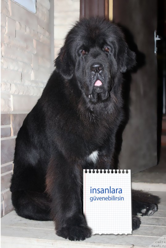 Фото: ньюфаундленд Mercedes Vialiki Miadzvedz (Мерседес Вялiкi Мядзведзь)