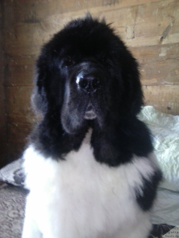 Фото: ньюфаундленд Super Premium Emu Net Ravnyih (Супер Премиум Ему Нет Равных)