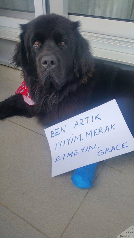 Фото: ньюфаундленд Brownblood MSK Harita Havva (Браунблад МСК Харита Хавва)