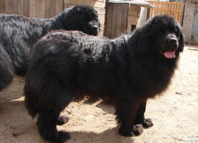 Фото: ньюфаундленд YEl'za-Luiza (Эльза-Луиза)