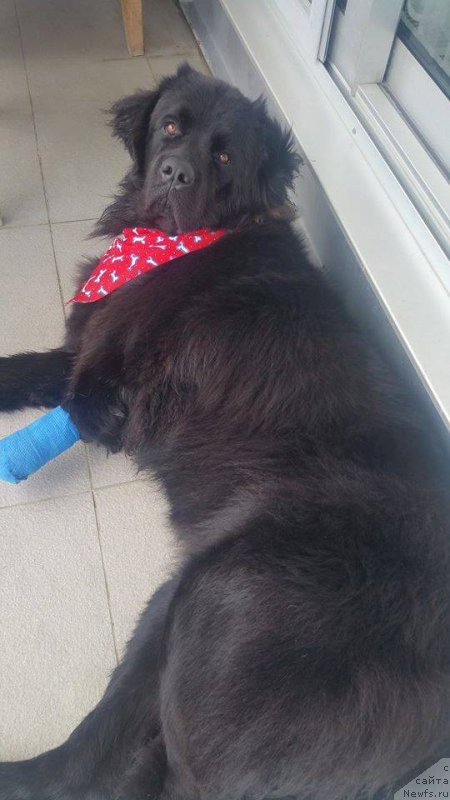 Фото: ньюфаундленд Brownblood MSK Harita Havva (Браунблад МСК Харита Хавва)