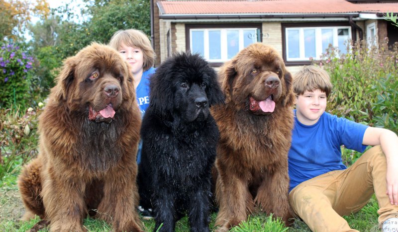 Фото: ньюфаундленд Charmer Denkam Bronze (Чармер Денкам Бронз), ньюфаундленд CHernyiy Balu Evsey (Черный Балу Евсей), ньюфаундленд Charli The Best Helfi Pel (Чарли Де Бест Хелфи Пэл)