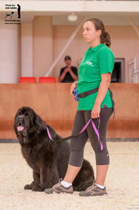 Фото: Aleksandra Fetisova (Александра Фетисова), ньюфаундленд Beguschaya po Volnam Foget Mi Not (Бегущая по Волнам Фогет Ми Нот)