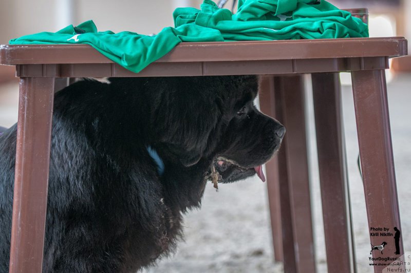 Фото: ньюфаундленд Beguschaya po Volnam Foget Mi Not (Бегущая по Волнам Фогет Ми Нот)