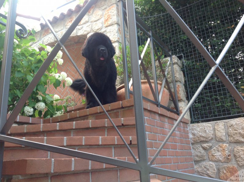 Фото: ньюфаундленд Beguschaya po Volnam Foget Mi Not (Бегущая по Волнам Фогет Ми Нот)