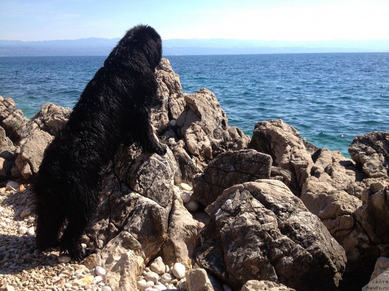 Фото: ньюфаундленд Beguschaya po Volnam Foget Mi Not (Бегущая по Волнам Фогет Ми Нот)