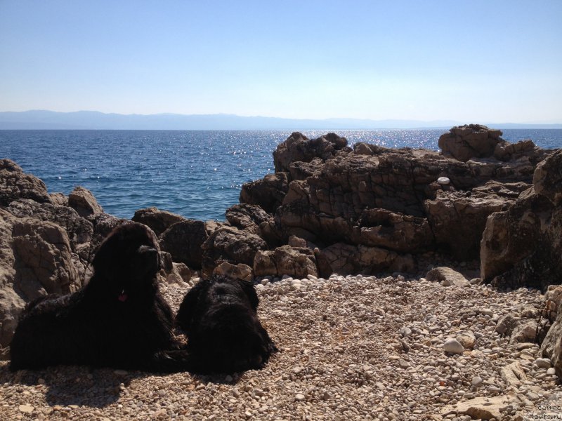 Фото: ньюфаундленд Sent Djons Lesnaya Feya (Сент Джонс Лесная Фея), ньюфаундленд Beguschaya po Volnam Foget Mi Not (Бегущая по Волнам Фогет Ми Нот)